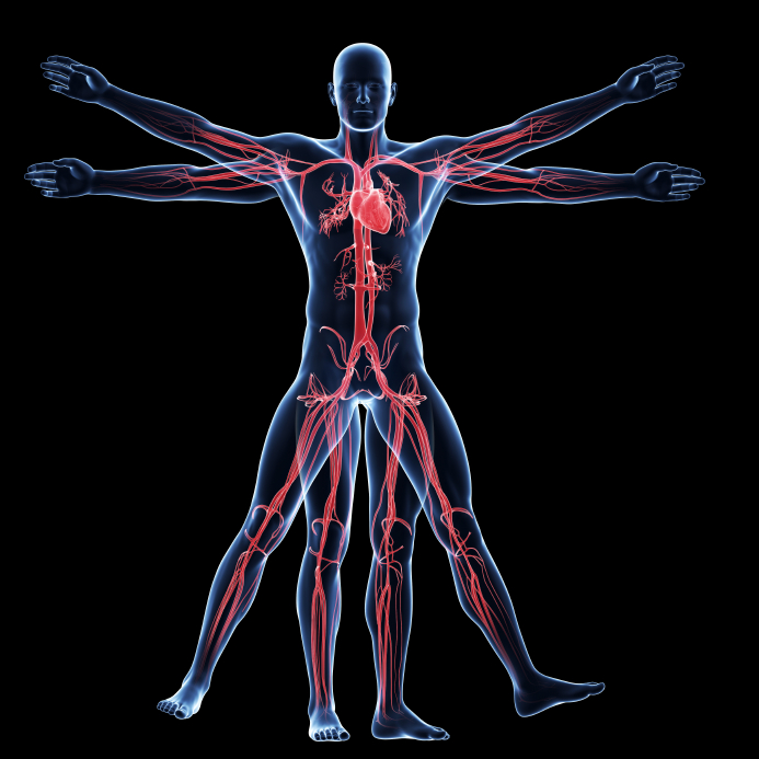 Anatomy and Physiology - Advanced Diploma - Online Academies