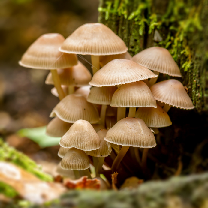  Mushroom Growing Diploma Employee CPD