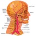 Anatomy and Physiology Diploma Level 3 artwork