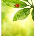 Ecology Diploma artwork