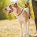 Dog Walking and Pet Home Sitting Professional Diploma