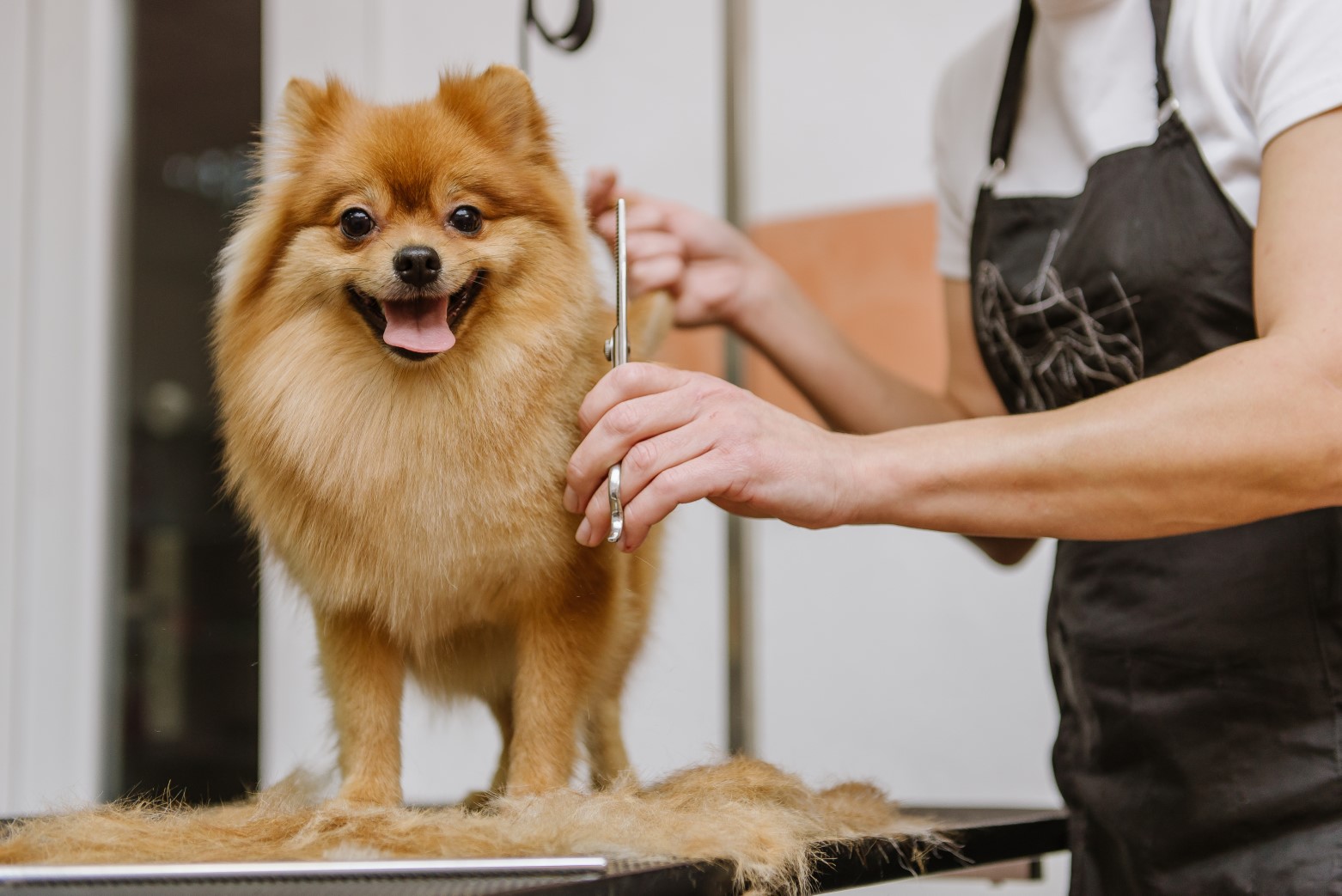 Dog Grooming Professional Diploma artwork