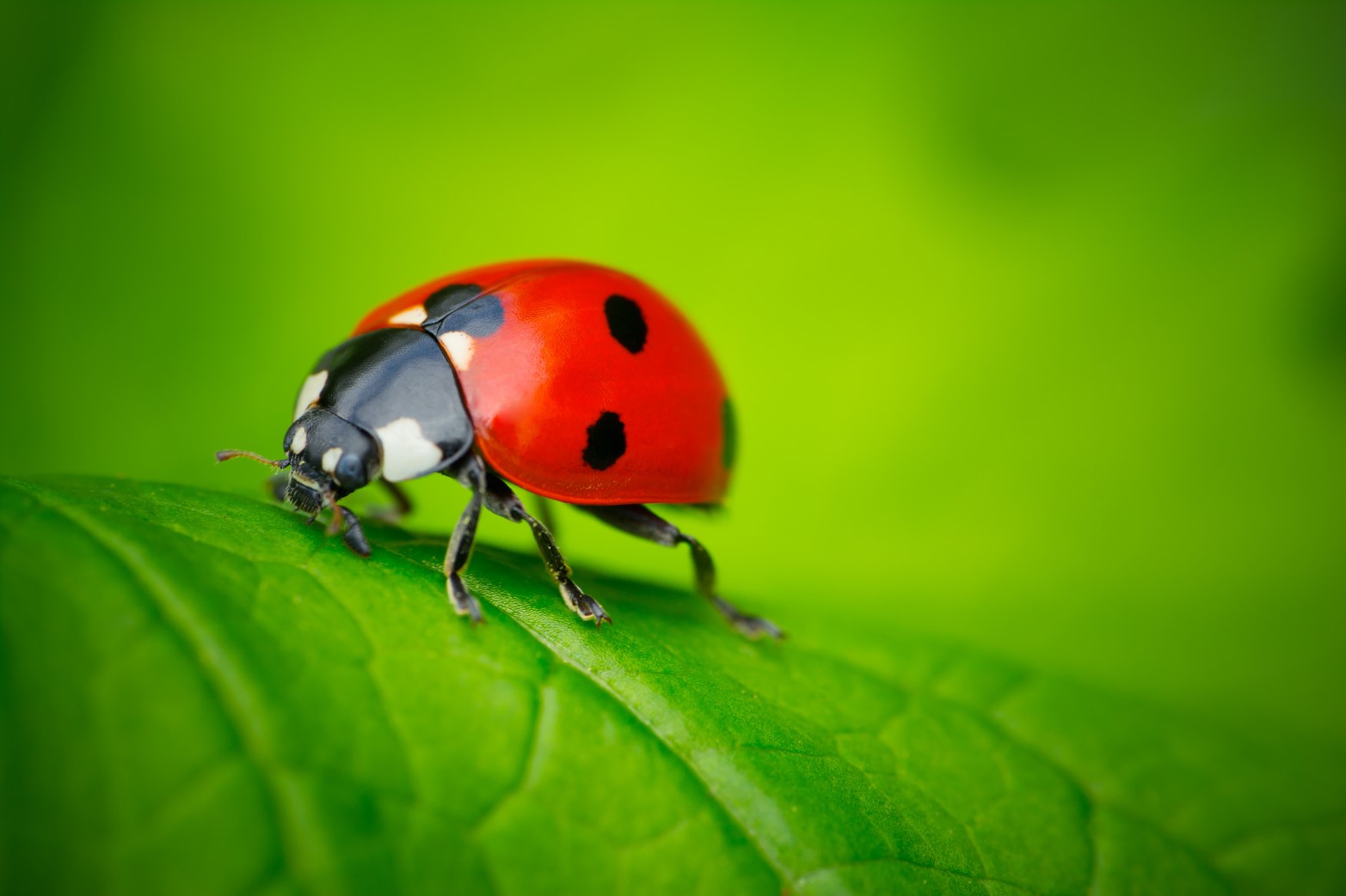 Ecology Diploma