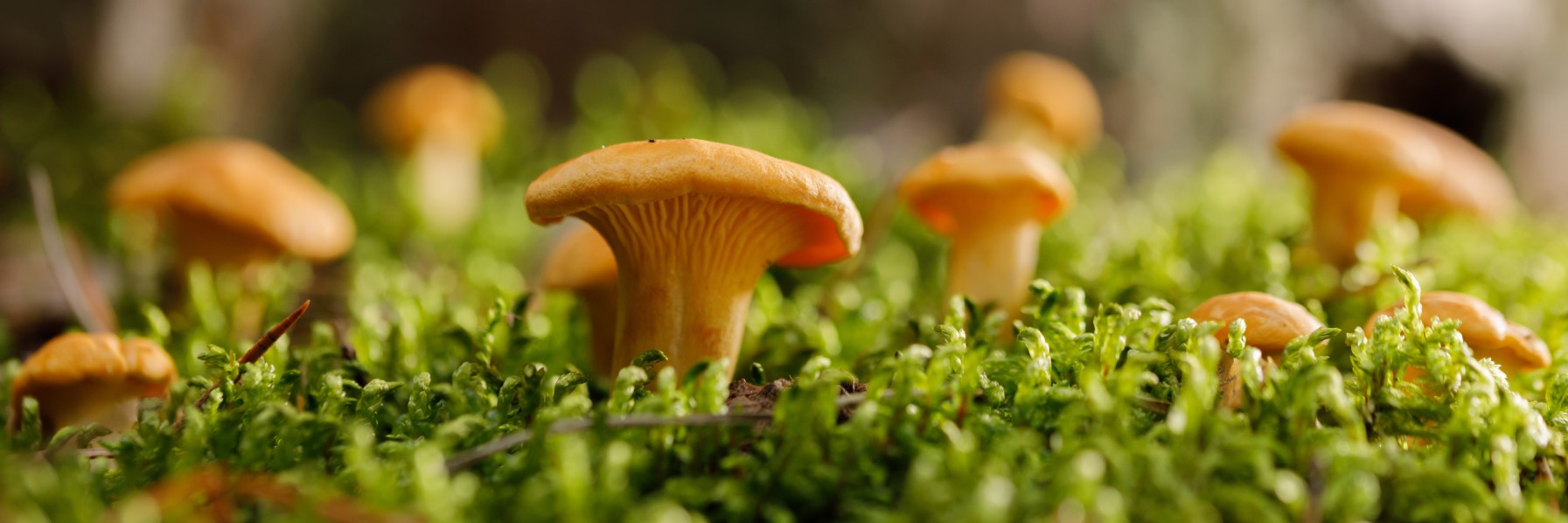 Mushroom Growing Diploma
