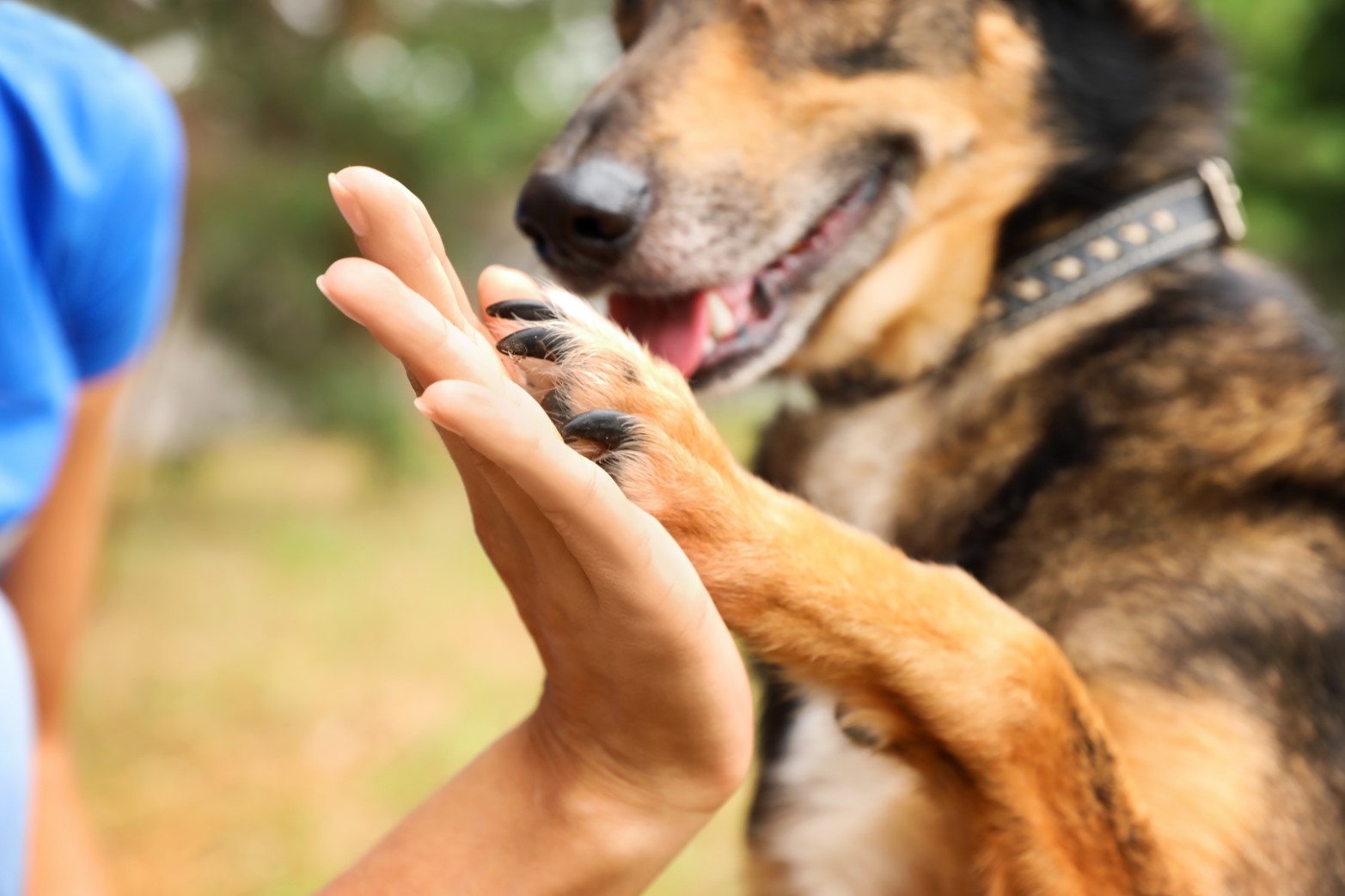 Pet Grooming Advanced Diploma