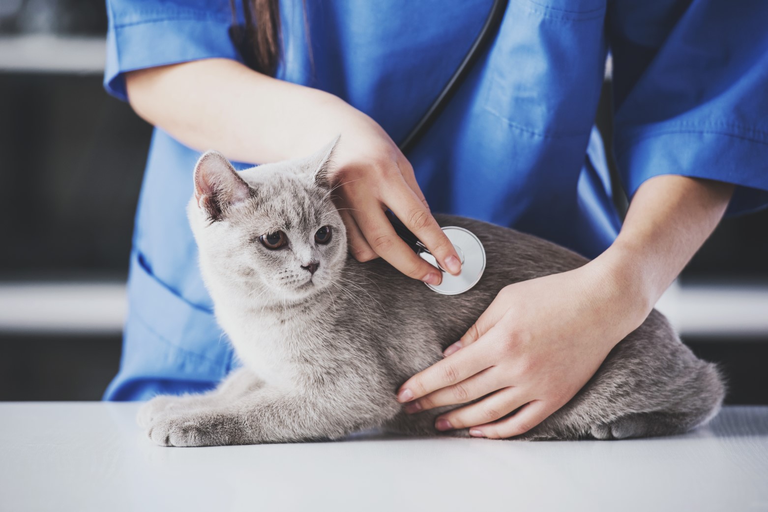 Veterinary Support Assistant Diploma